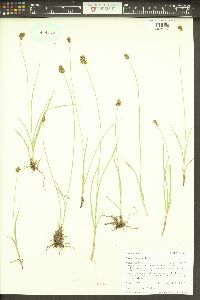 Carex hoodii image