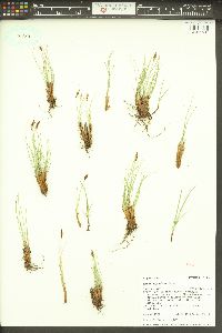 Carex elynoides image