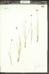 Carex illota image