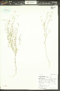 Gayophytum diffusum subsp. parviflorum image