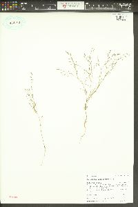 Gayophytum ramosissimum image