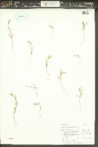 Gayophytum racemosum image