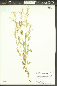 Epilobium saximontanum image