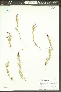 Epilobium clavatum image