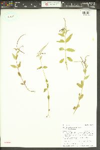 Epilobium hornemannii image