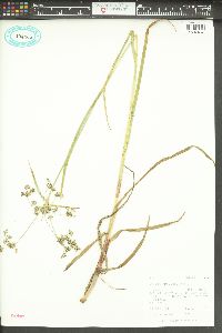 Scirpus microcarpus image