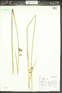 Juncus balticus subsp. littoralis image