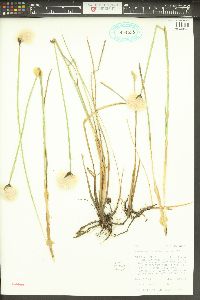 Eriophorum chamissonis image