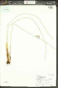 Juncus balticus subsp. ater image