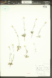 Arabis nuttallii image