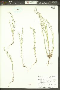 Lappula occidentalis var. occidentalis image