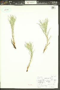 Lithospermum ruderale image