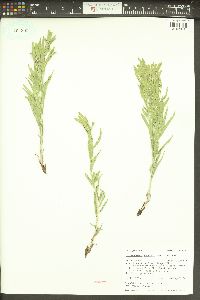 Lithospermum ruderale image