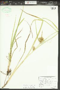 Carex retrorsa image