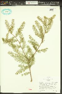 Taxodium distichum var. distichum image