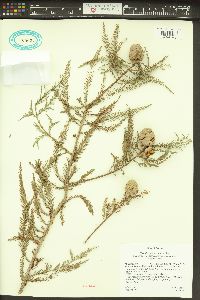 Taxodium mucronatum image