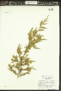 Juniperus virginiana var. crebra image