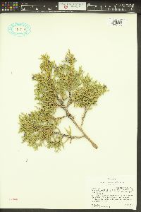 Juniperus osteosperma image