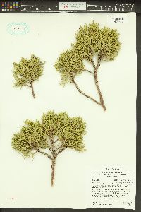 Juniperus occidentalis image