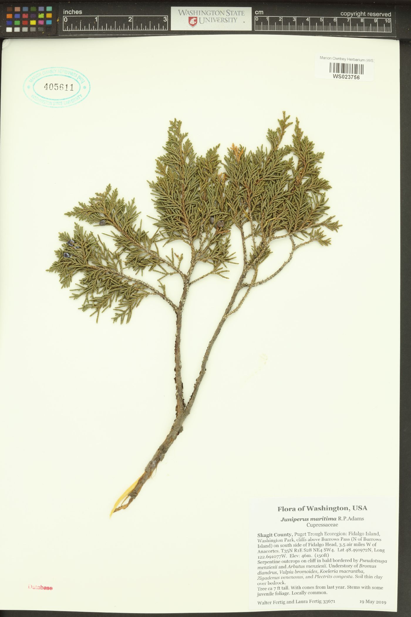 Juniperus maritima image