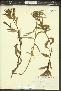 Castilleja miniata var. miniata image