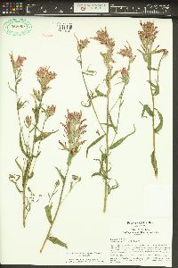 Castilleja miniata var. miniata image