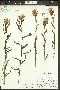 Castilleja miniata var. miniata image