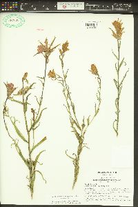 Castilleja miniata var. miniata image