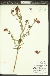 Castilleja miniata var. miniata image