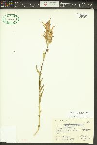 Castilleja miniata var. miniata image