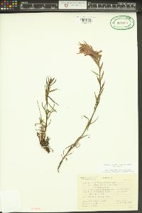 Castilleja miniata var. miniata image