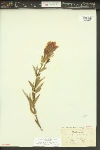 Castilleja miniata var. miniata image