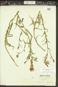 Castilleja miniata var. miniata image