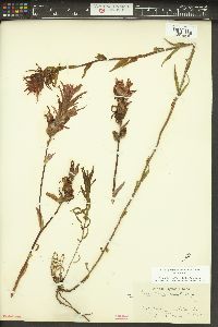 Castilleja miniata var. miniata image