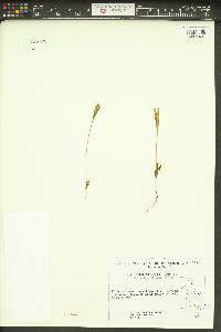 Gentianopsis detonsa image