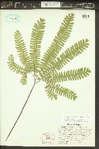 Adiantum aleuticum image