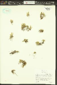 Selaginella densa image