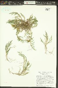 Selaginella wallacei image