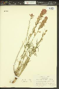 Castilleja linariifolia image