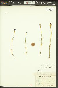 Gentianopsis simplex image