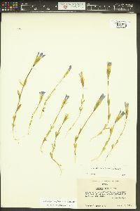 Gentianopsis simplex image