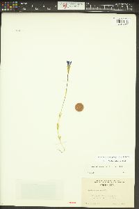 Gentianopsis simplex image