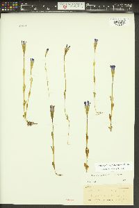 Gentianopsis simplex image