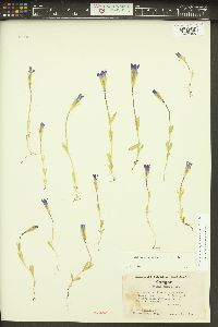 Gentianopsis simplex image