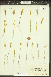 Gentianopsis simplex image