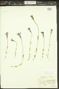 Gentianopsis simplex image
