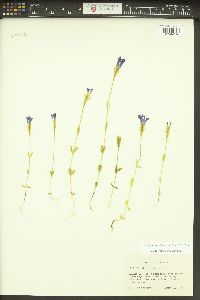 Gentianopsis simplex image