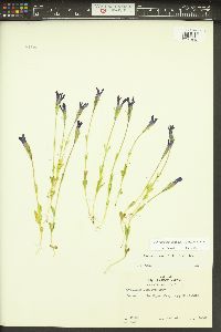 Gentianopsis simplex image