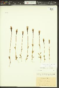 Gentianopsis simplex image