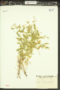 Silene seelyi image